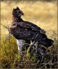 Marshall Eagle With Guinea Fowl